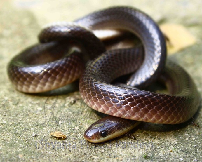 Bungarus ceylonicus
