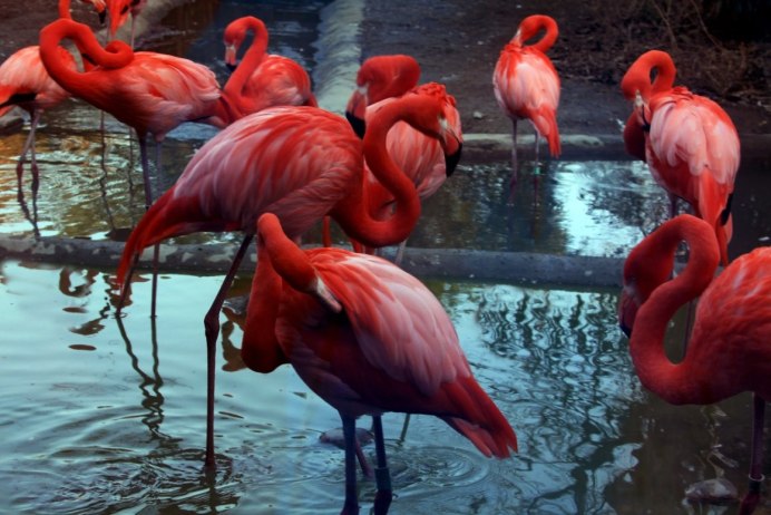 American Flamingo