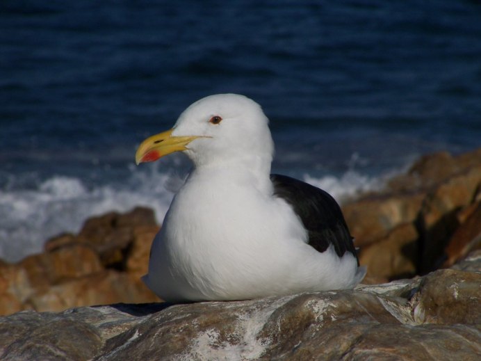 Чайка Сиберд