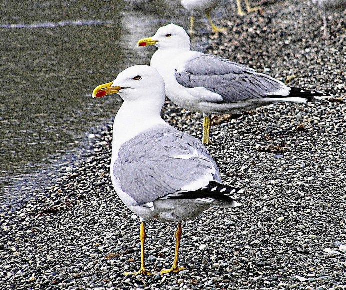 Балтийская Чайка Баклан