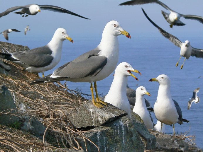 Альбатрос Севастополь птица