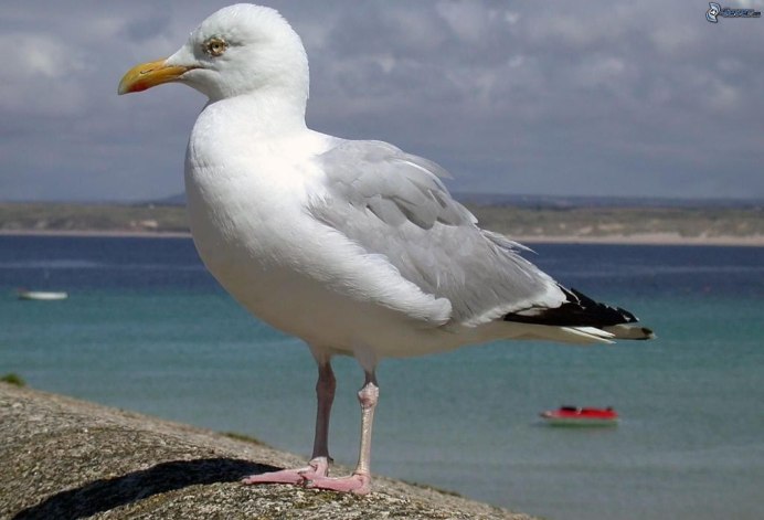 Альбатрос и Чайка