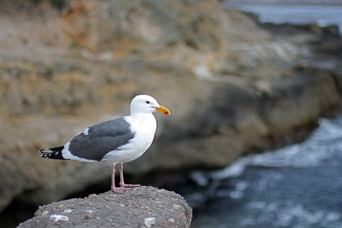 Остров Врангеля заповедник Моевка