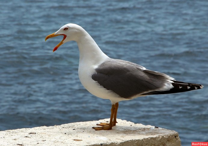 Стеллеров Баклан