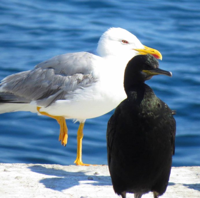 Альбатрос Черноморский птица