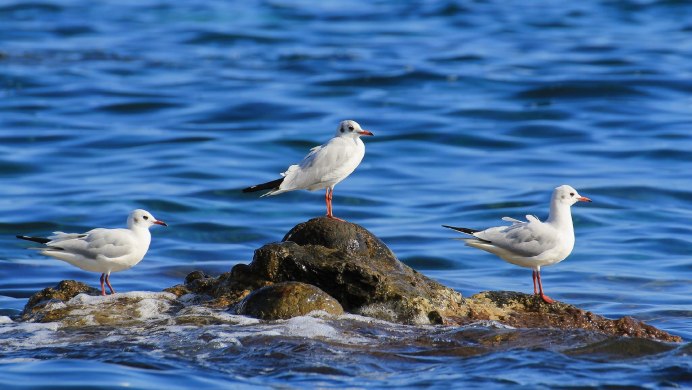 Чайка Баклан Альбатрос