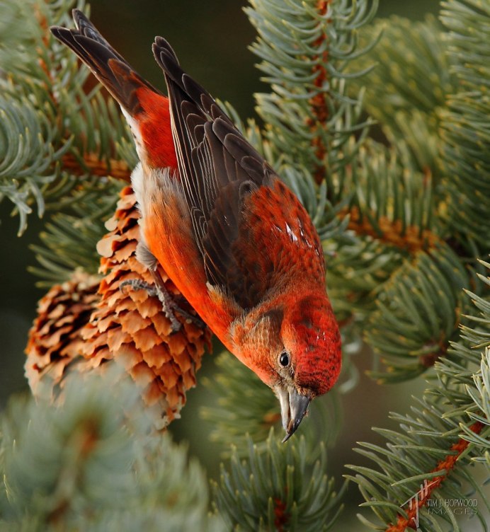 Клест на ветке