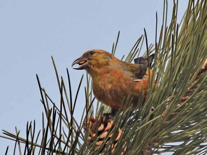 Клест в полете фото