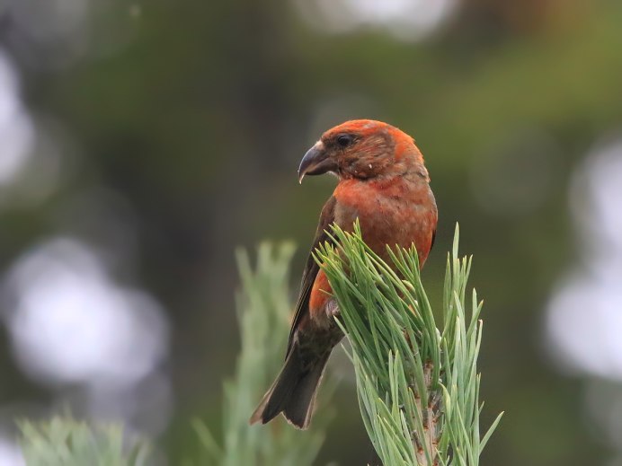 Птица ). Клёст-елови́к