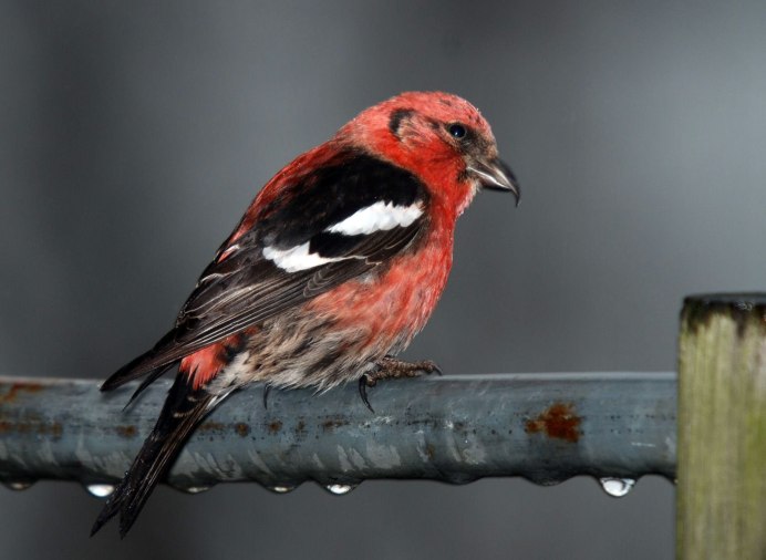 Обыкновенный клёст еловик