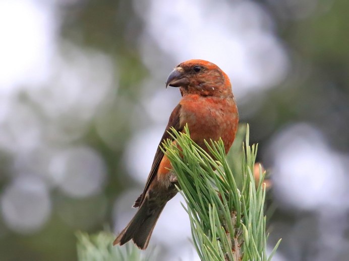 Ель обыкновенная Клест