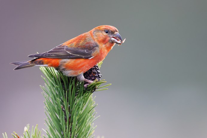 Клест Дубовик