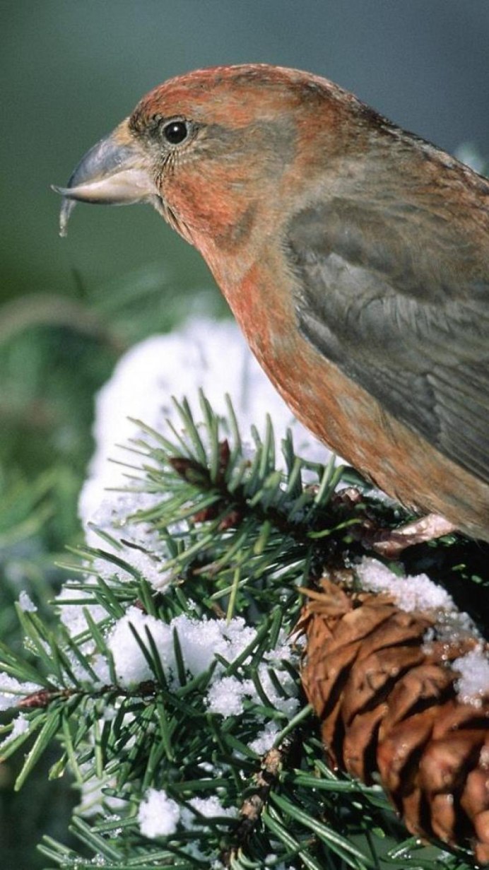 Клест еловик и Сосновик