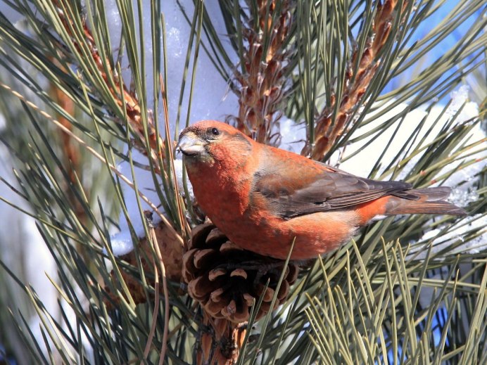 Шотландский клёст