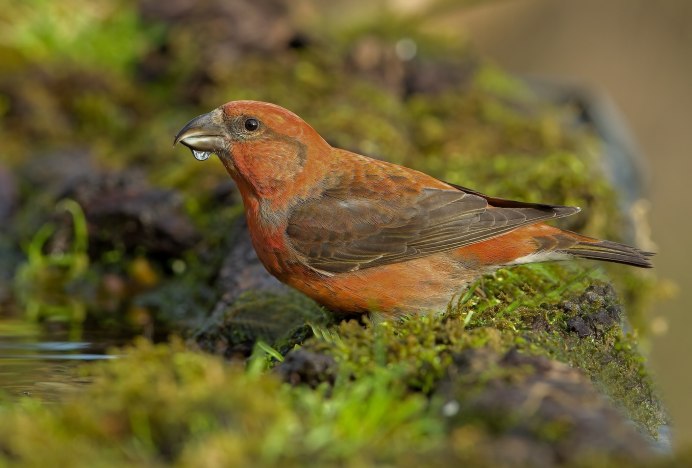 Клест-еловик (Loxia curvirostra)