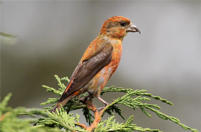 Клёст-еловик клюв