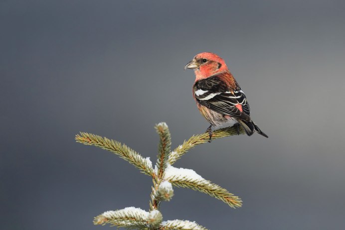 Птица Клест еловик