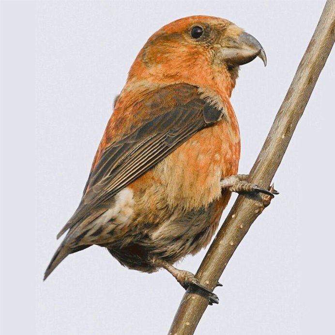 Клест еловик ареал