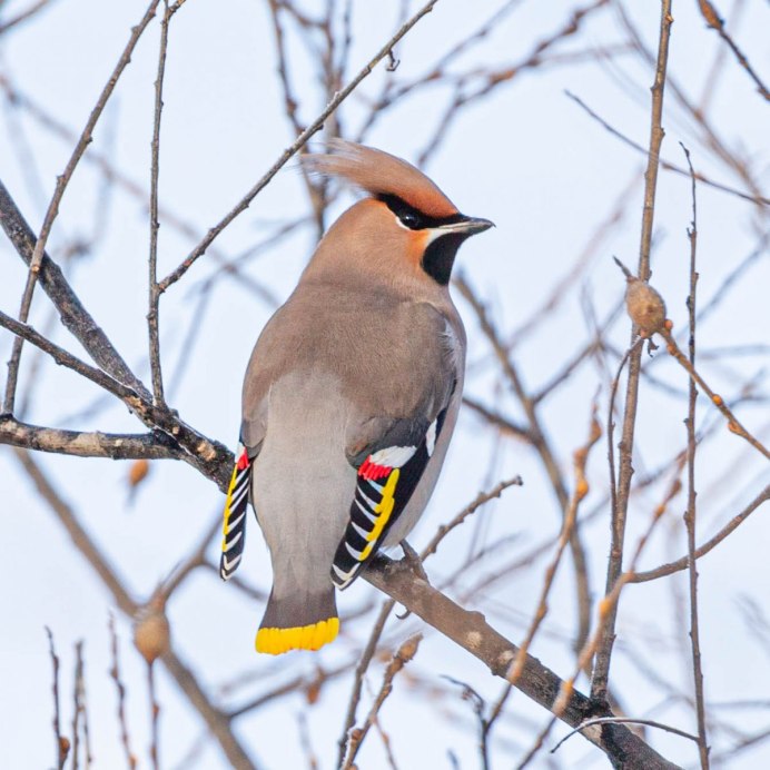 Свиристель (Bombycilla garrulus)