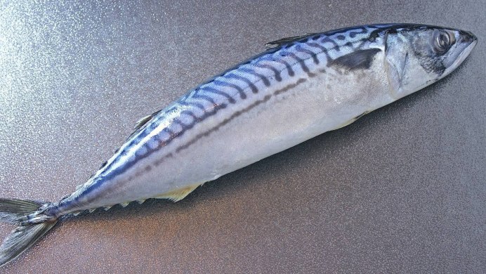 Королевская макрель