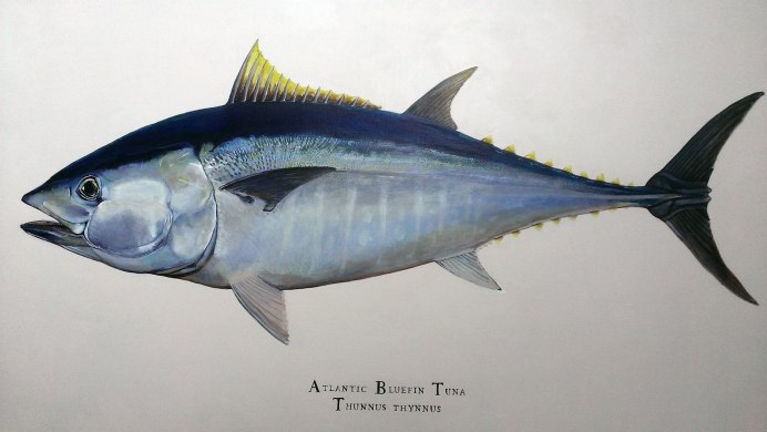 Синий тунец Thunnus thynnus