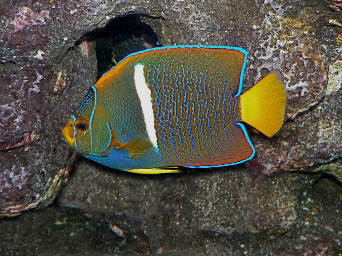 Angelfish Angelfish