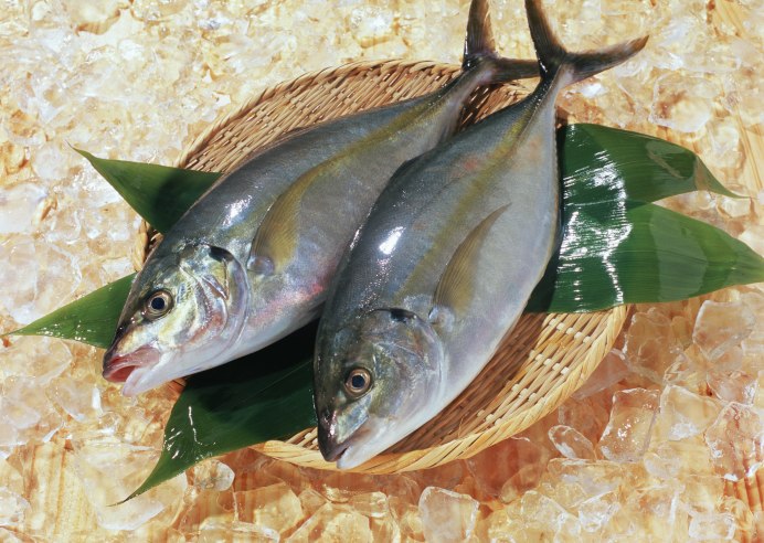 Сибирский хариус - Thymallus arcticus