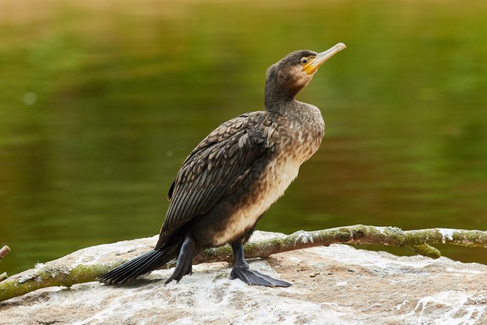 Phalacrocorax Carbo птица