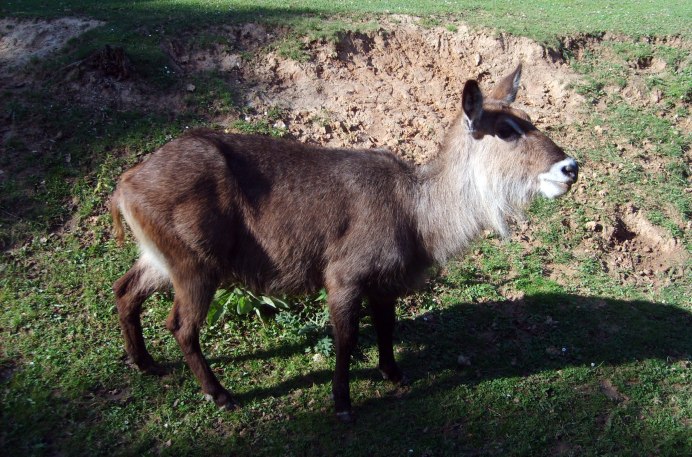 Kobus ellipsiprymnus