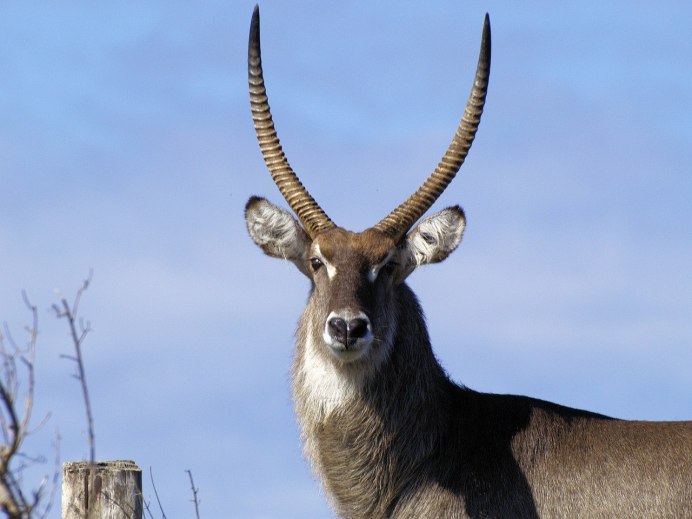 Kobus ellipsiprymnus