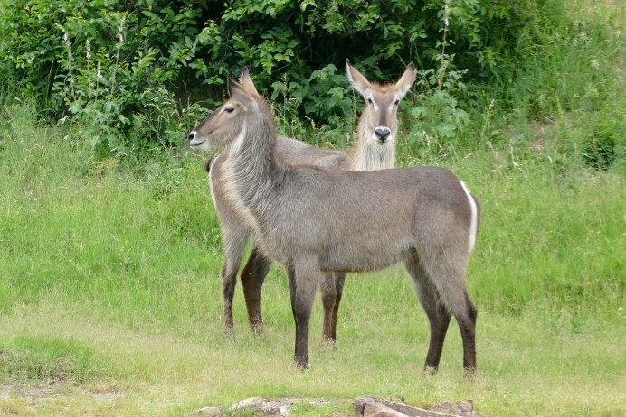 Kobus ellipsiprymnus копыта