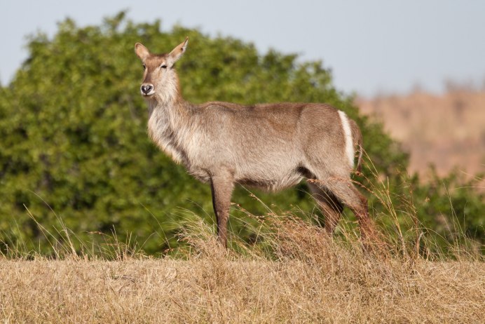 Kobus ellipsiprymnus