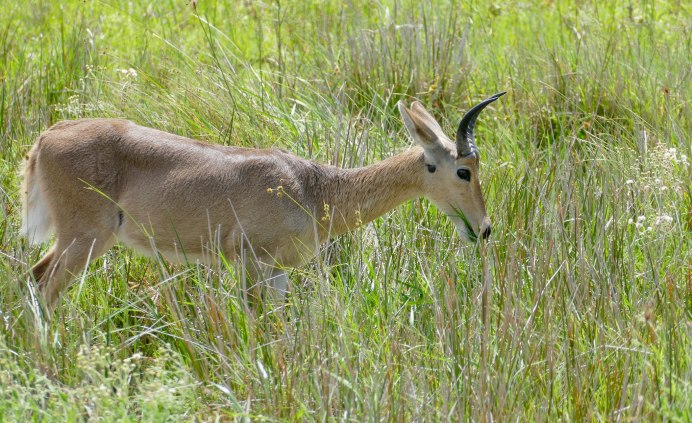 Kobus ellipsiprymnus