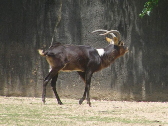 Defassa Waterbuck