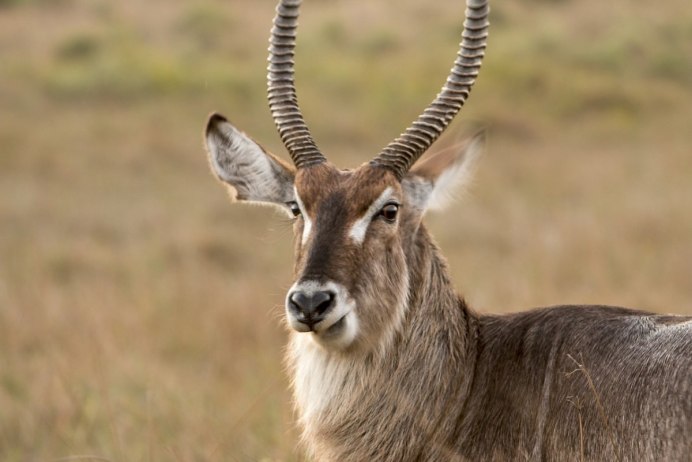 Waterbucks_-_intimate_hours.