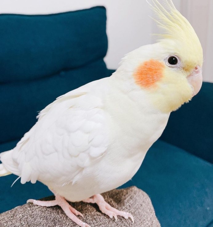 Нимфа корелла попугай