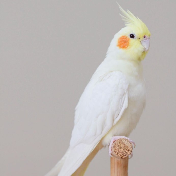 Желтый лютино корелла