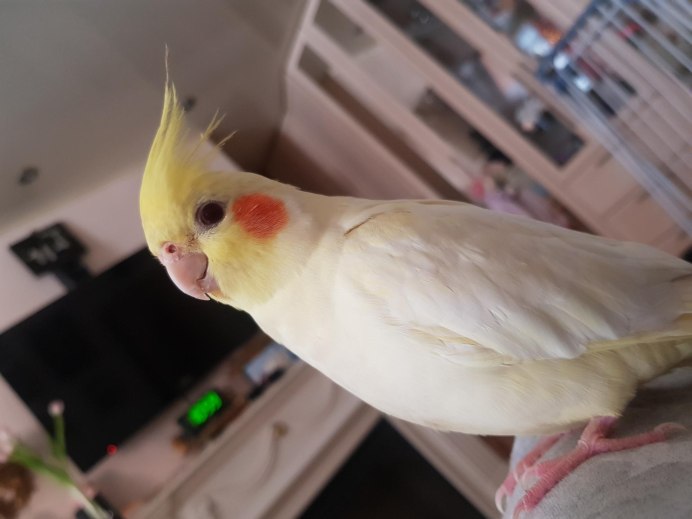 Попугай корелла жемчужный лютино