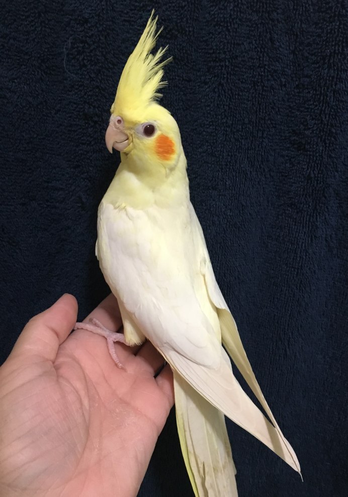 Корелла лютино