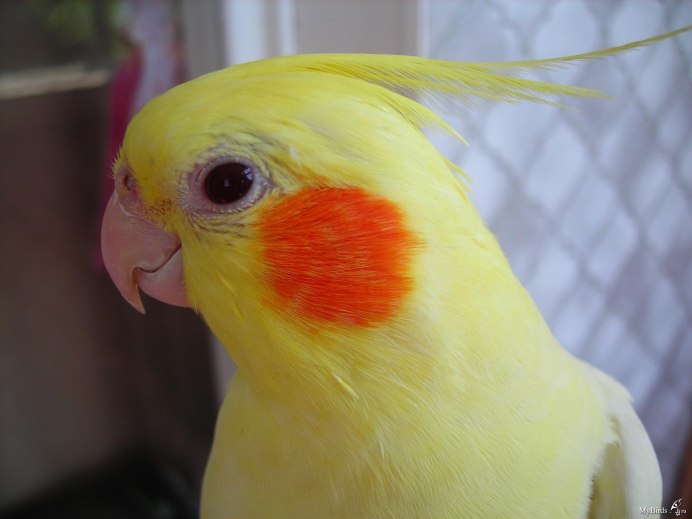 Корелла нимфа самка