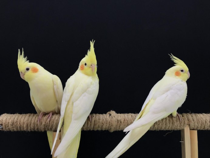 Корелла жемчужный лютино