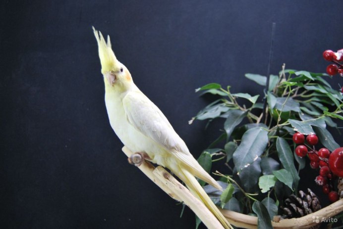 Самки кореллы лютино