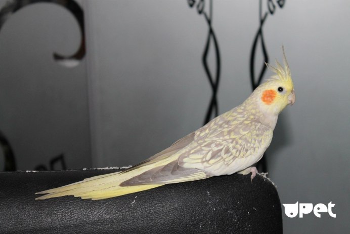 Корелла нимфа лютино