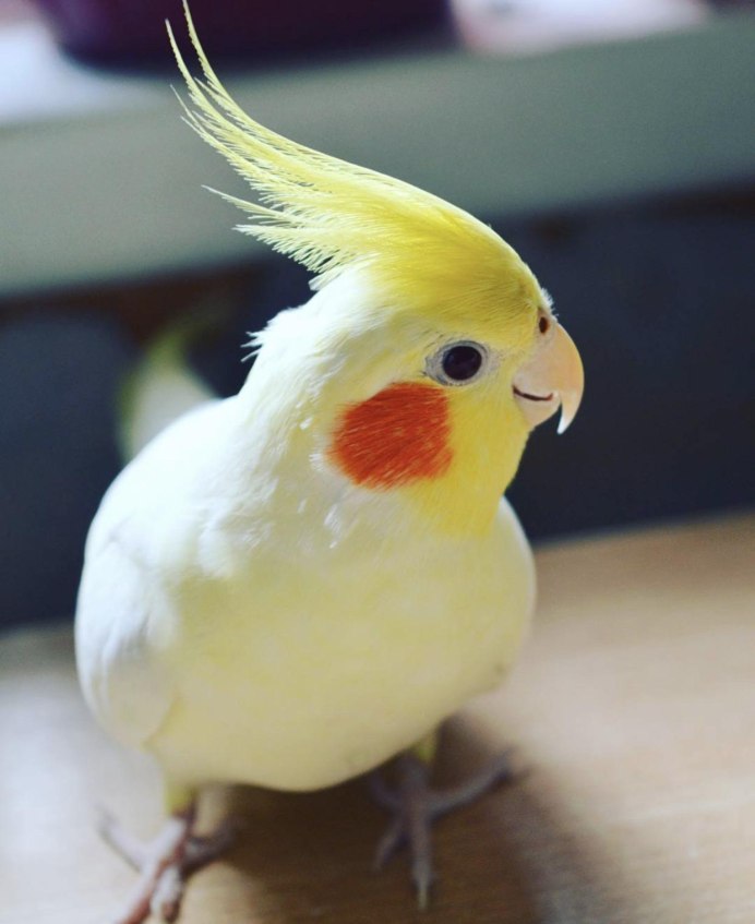 Корелла лютино