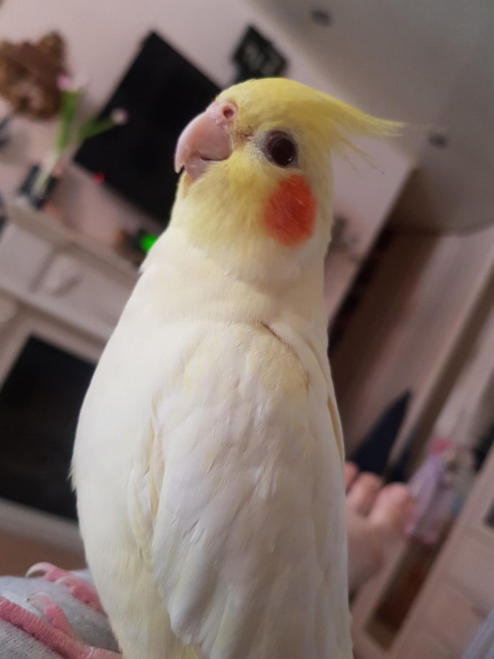 Самки кореллы лютино