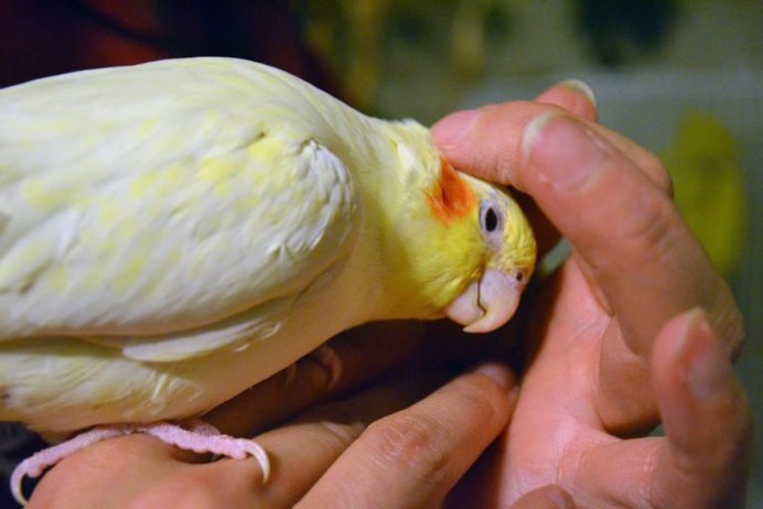 Попугай корелла