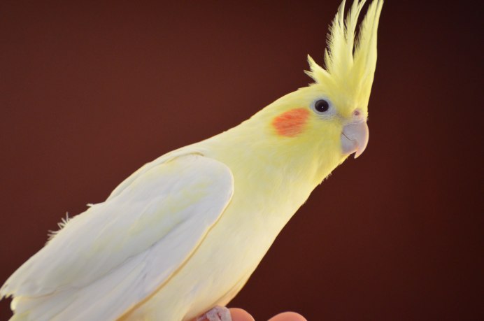 Попугай корелла видео