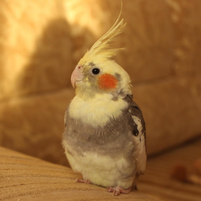 Желтый попугай лютино