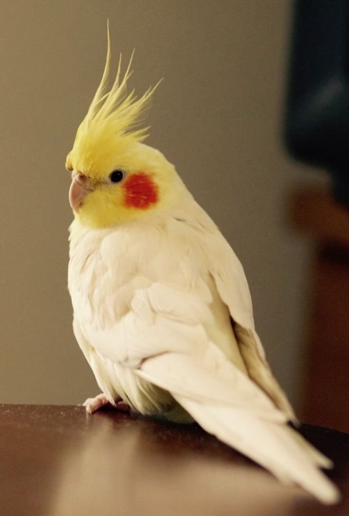 Попугай Корела окрас лютино