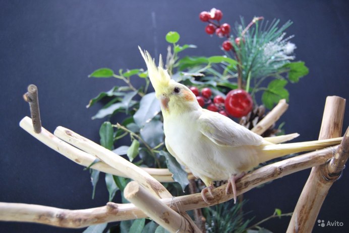 Попугай корелла